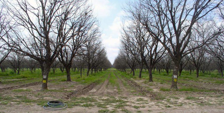 Drip irrigation tubing system in agricultural field product photo