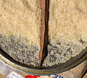 Broken rice grains