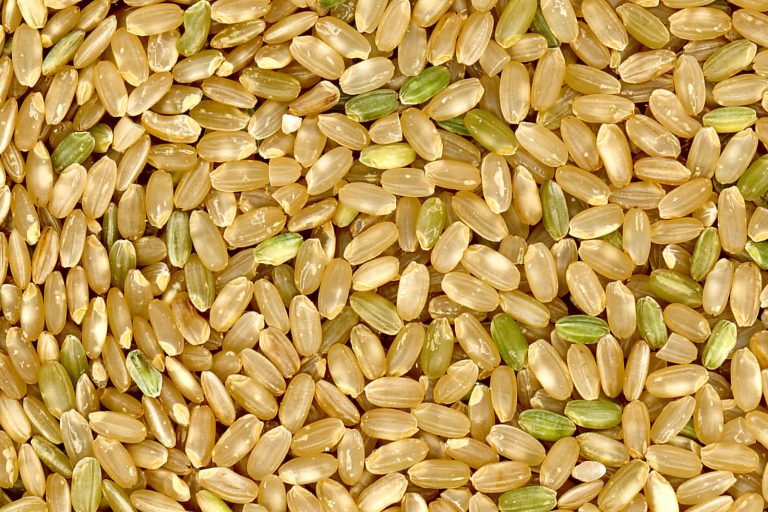 Uncooked brown rice grains