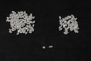 Comparison image showing Calrose rice grains alongside Koshihikari rice
