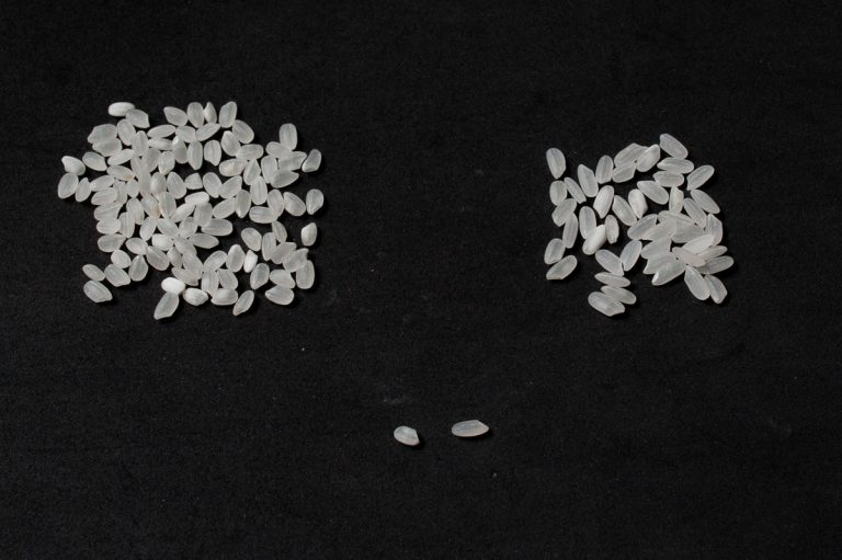 Comparison image showing Calrose rice grains alongside Koshihikari rice