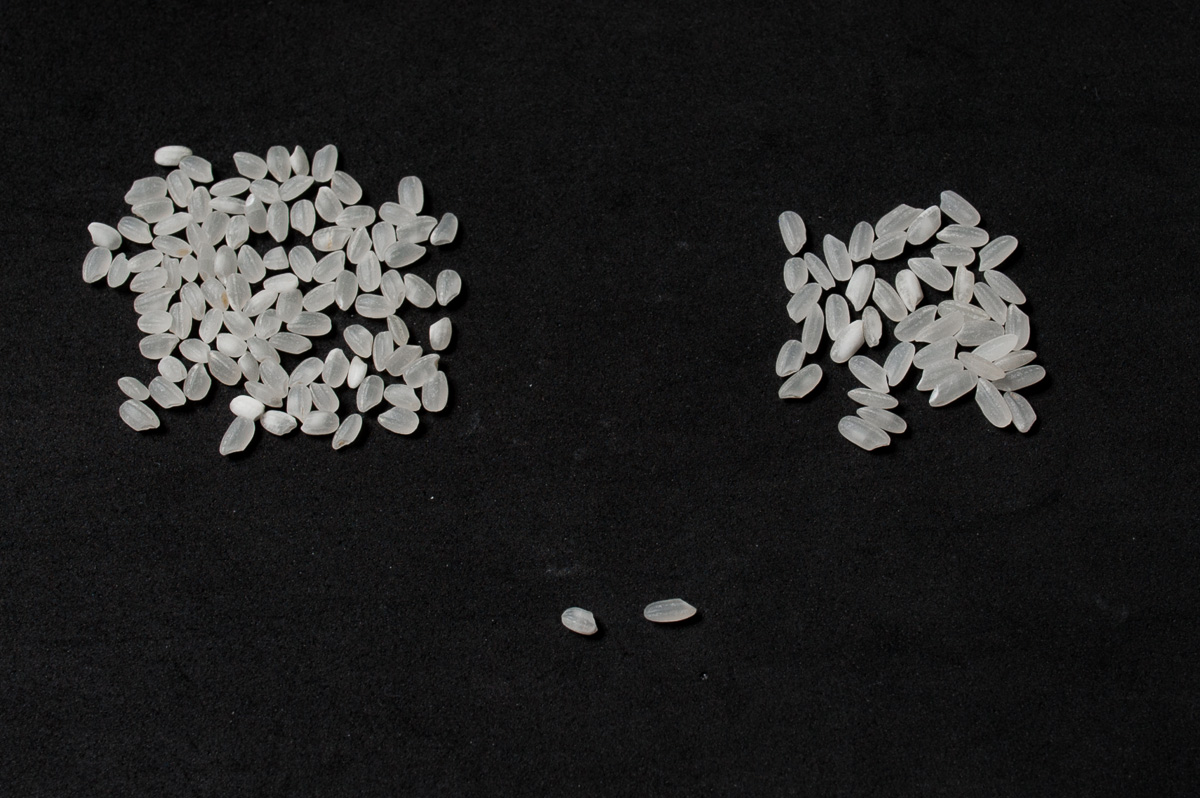 Calrose Rice Wholesale | Bulk B2B Supply