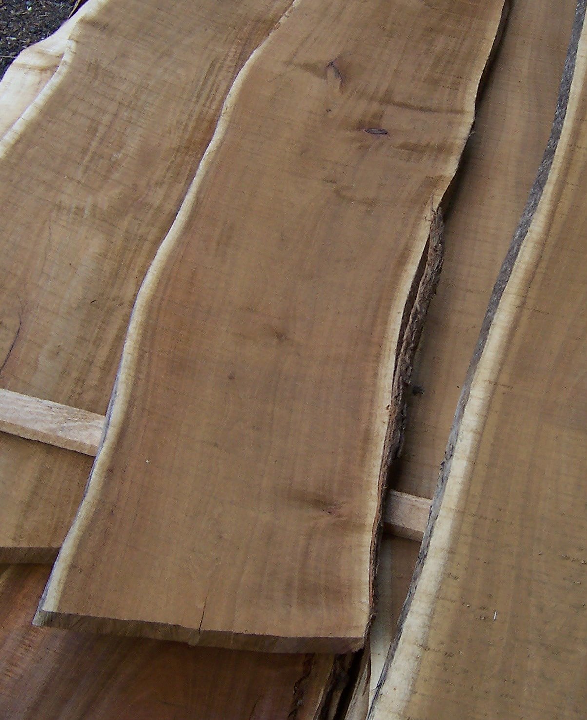 Acacia Timber Wholesale | Bulk B2B Supply