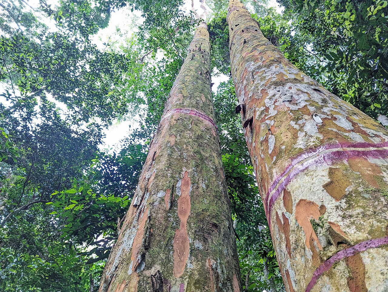 Afrormosia Timber (Pericopsis elata) wholesale timber and wood products