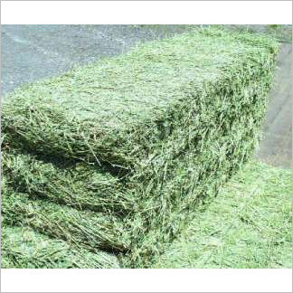 Alfalfa Hay and Hay Bales for Livestock Wholesale