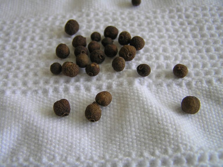 Allspice Berries Wholesale