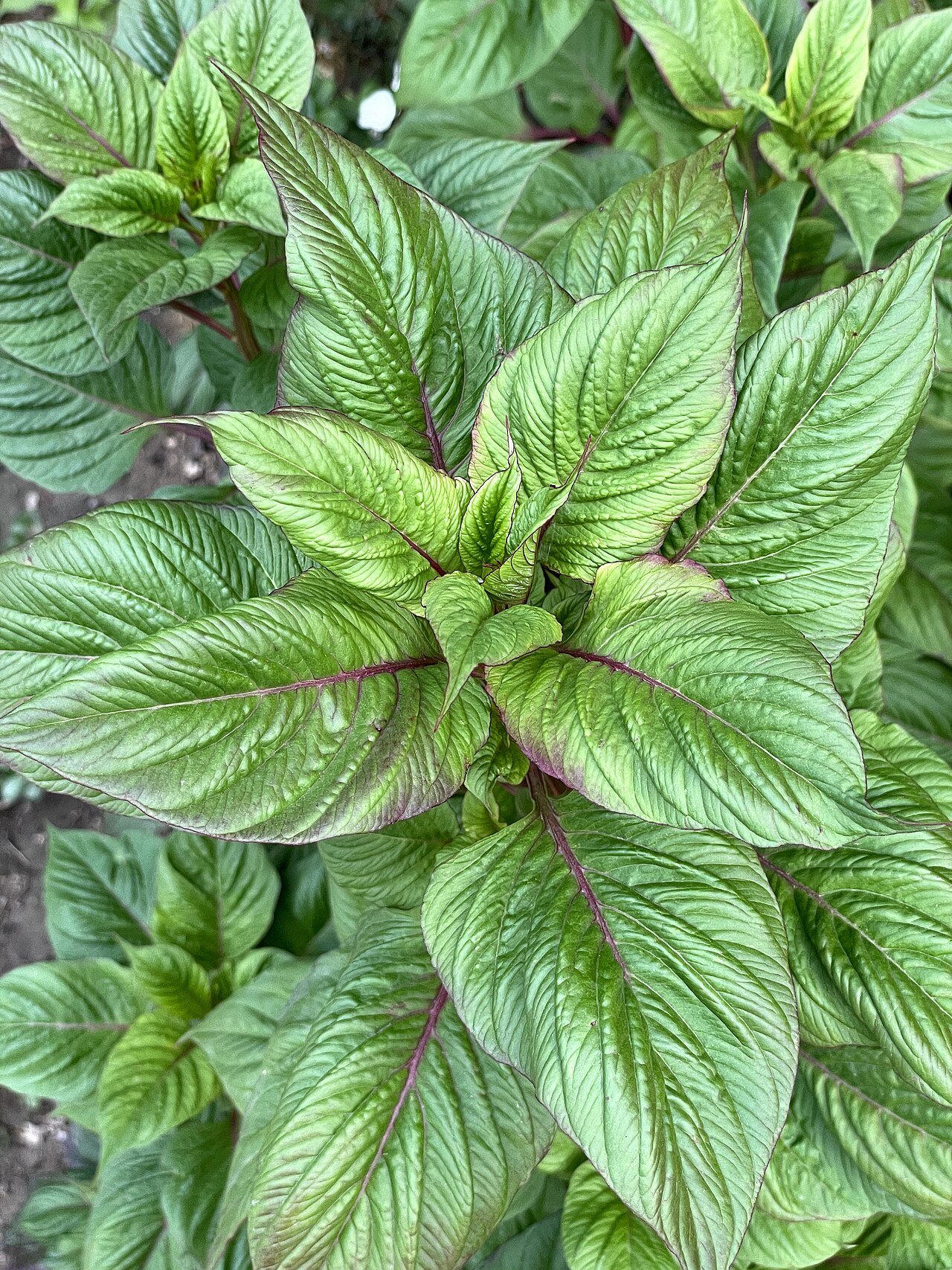 Amaranth Leaves Efo Tete Callaloo Wholesale