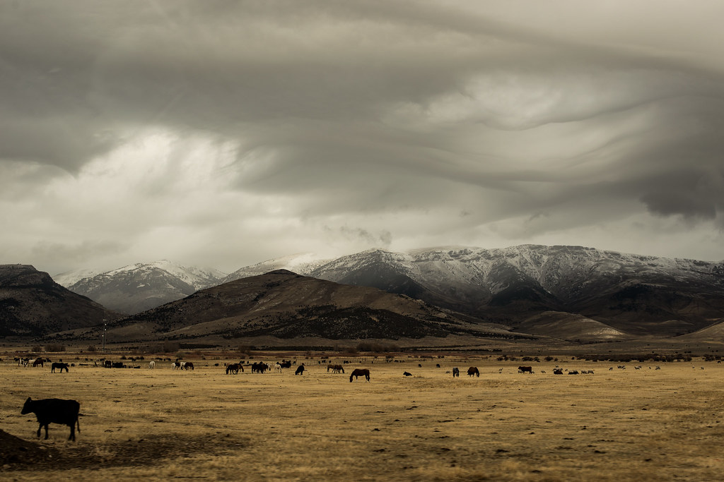 Angus Feeder Cattle for Commercial Buyers Wholesale