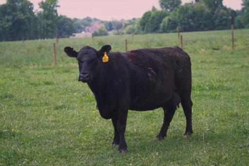 Angus Feeder Cattle for Commercial Buyers Wholesale pack for wholesale and international export