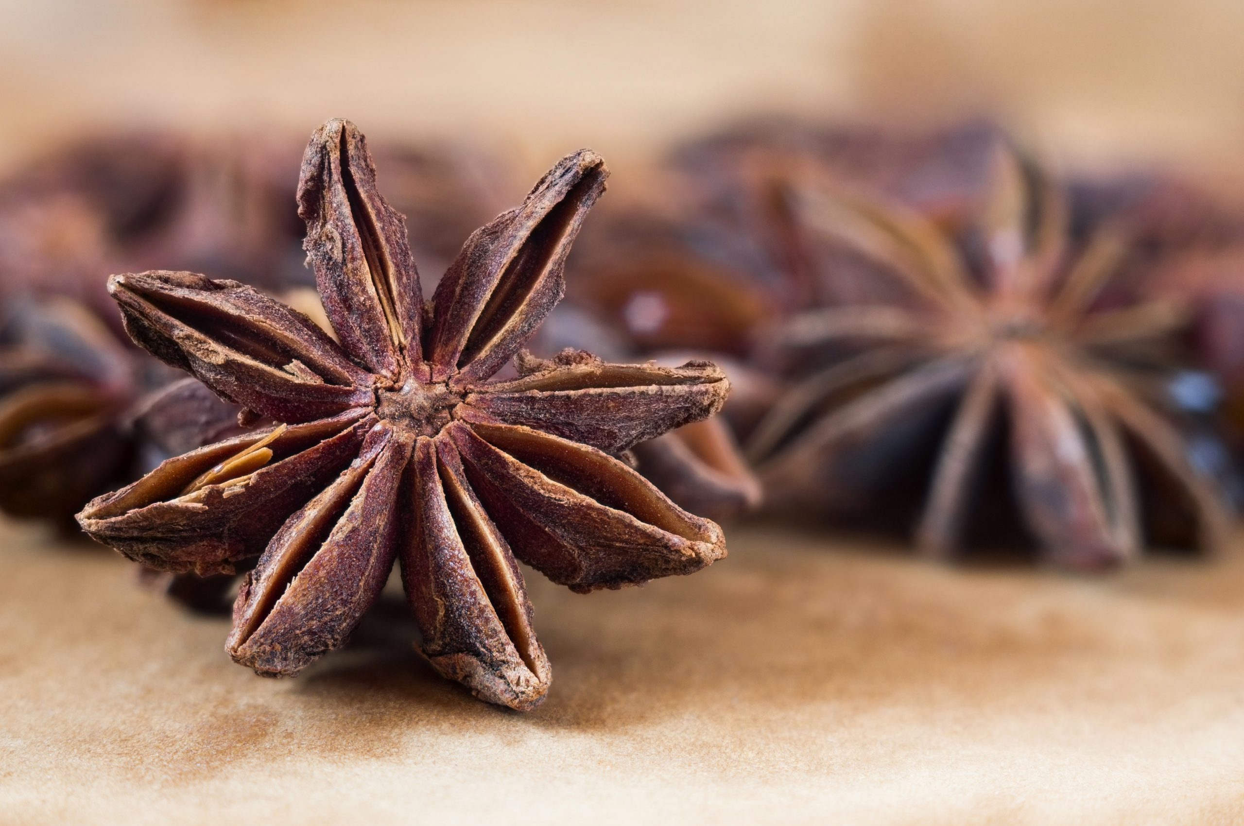 Anise Seeds Wholesale | Bulk B2B Supply