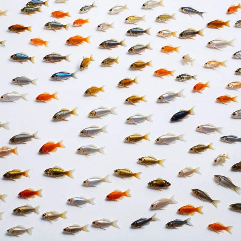 Aquarium Fish Food Wholesale