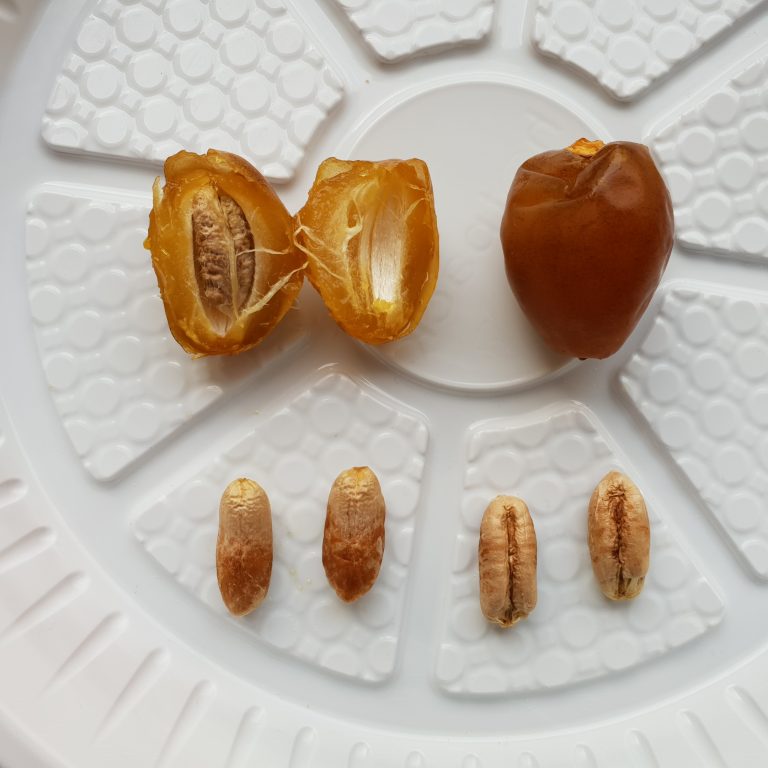 Barhi Dates Wholesale | Bulk B2B Supply