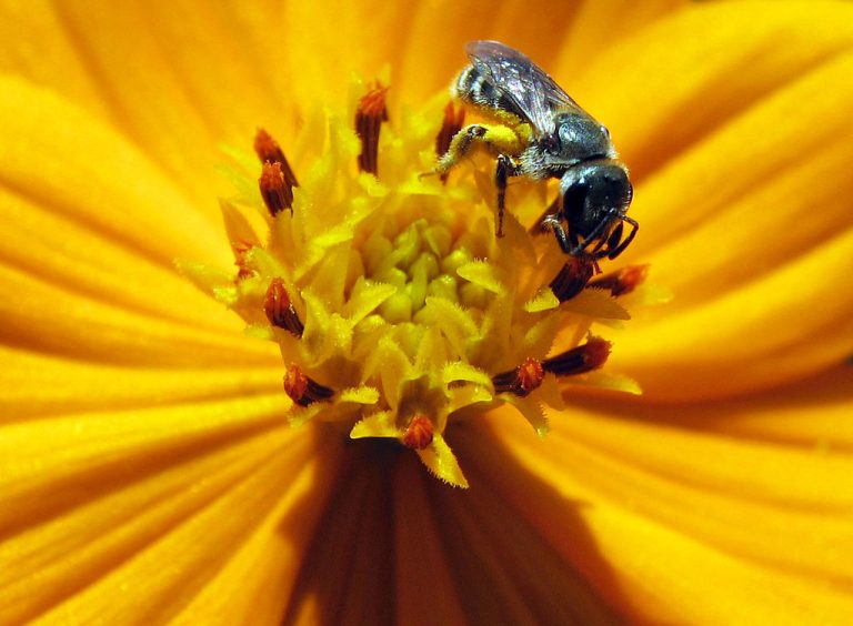 Bee Bread Wholesale | Bulk B2B Supply