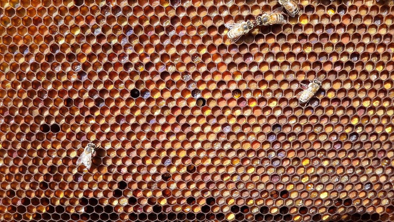 Bee Bread Wholesale