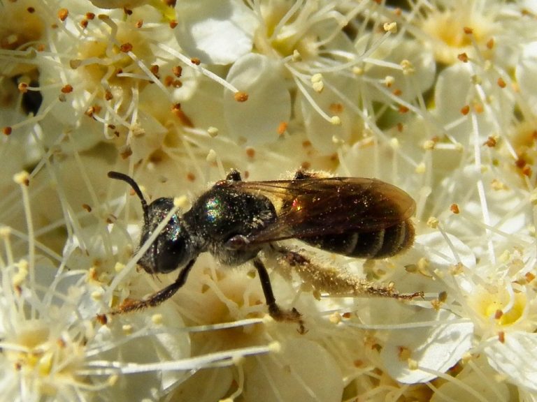 Bee Pollen Wholesale | Bulk B2B Supply