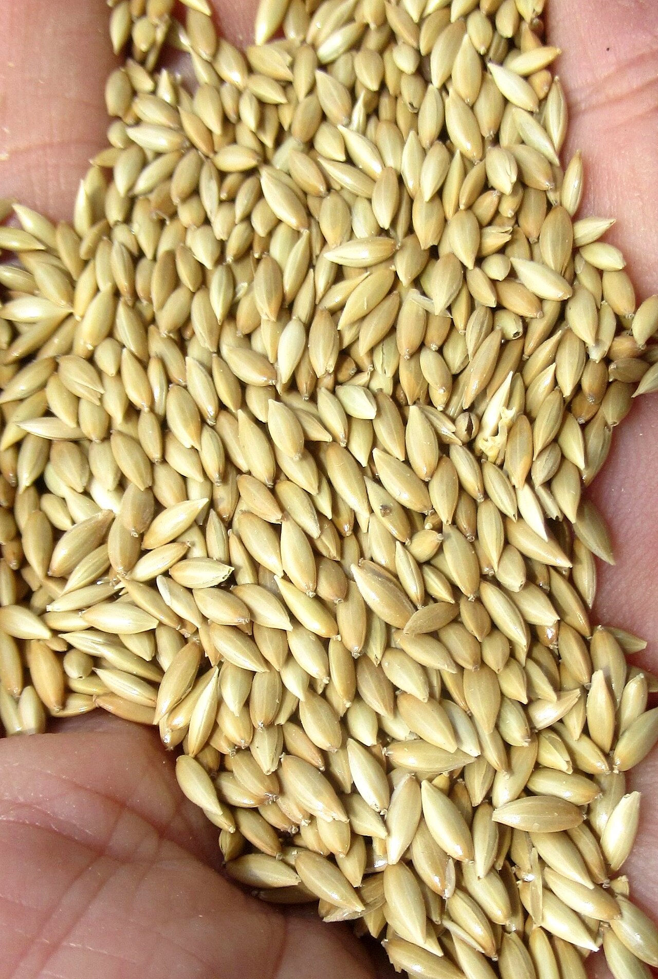 Bird Seed and Pet Bird Feed Wholesale
