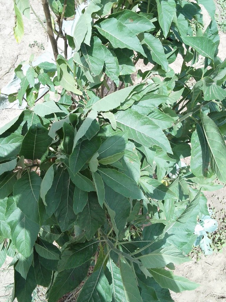 Bitter Leaf Vernonia Fresh Frozen and Dried Wholesale