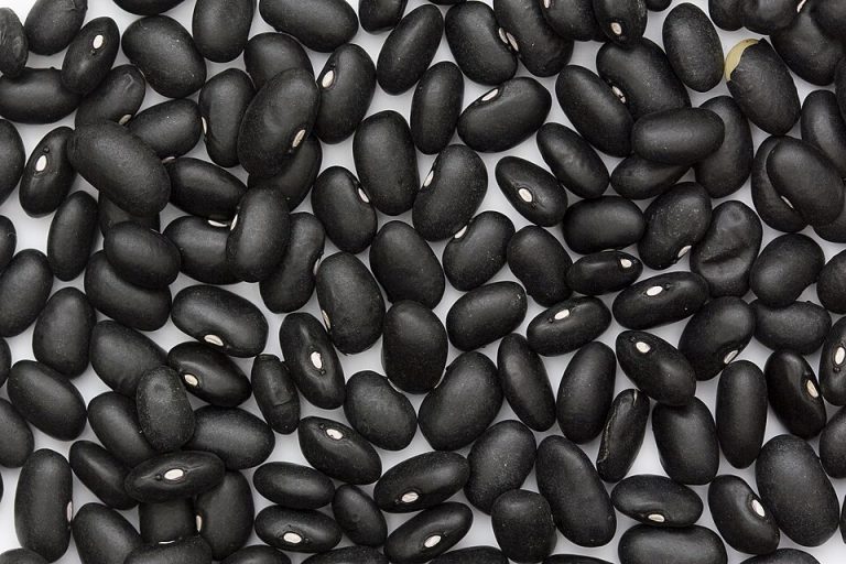 Black Beans Wholesale