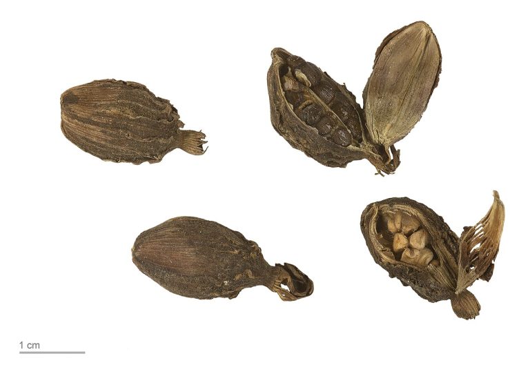 Black Cardamom Wholesale