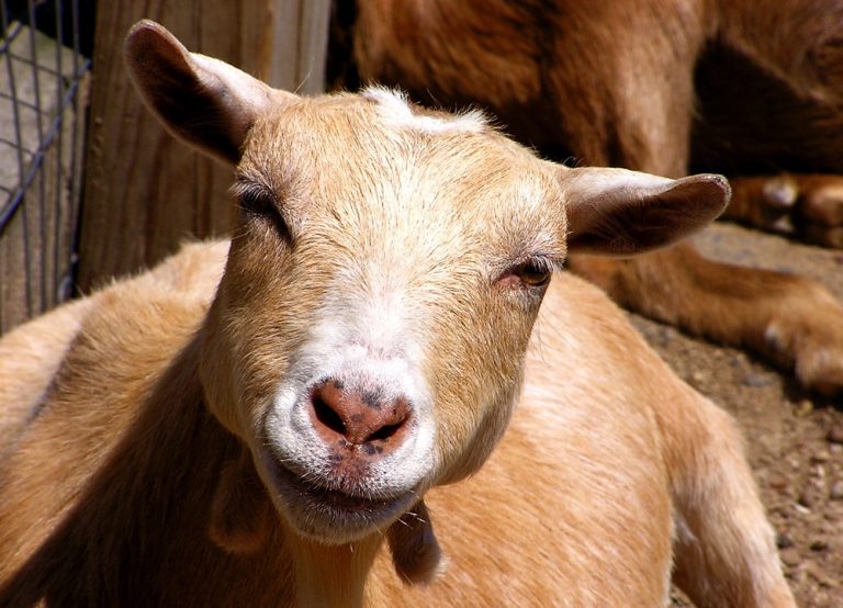 Boer Goat Bucks for Breeding Wholesale