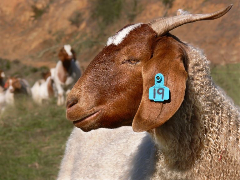 Boer Goat Does for Breeding Wholesale