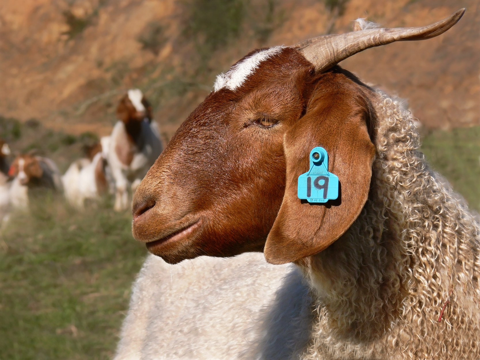 Boer Goat Does for Breeding Wholesale