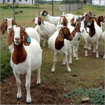 Boer Goats for Breeding Wholesale