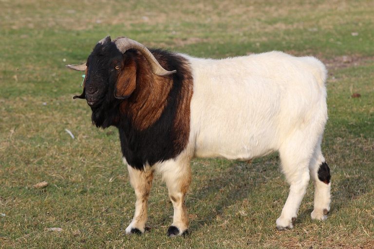 Boer Goats for Breeding Wholesale