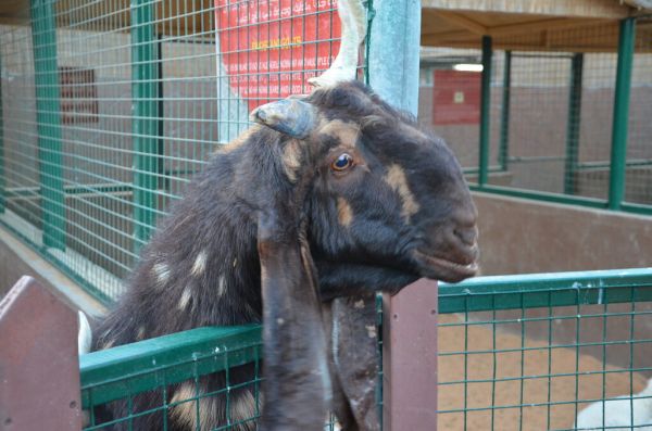 Boer Goats for Breeding Wholesale
