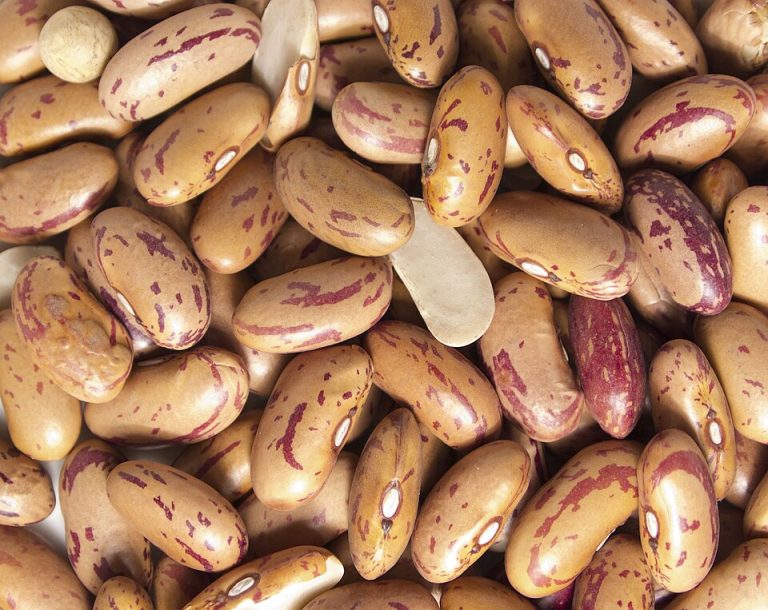 Borlotti Beans Wholesale