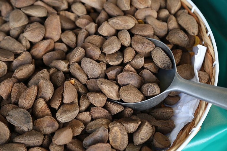 Brazil Nuts Wholesale