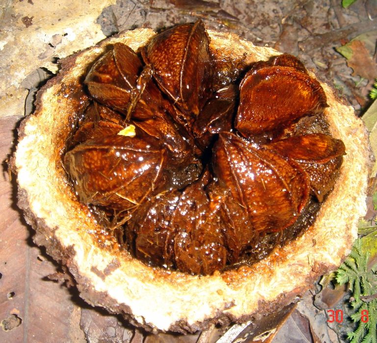 Brazil Nuts Wholesale | Bulk B2B Supply