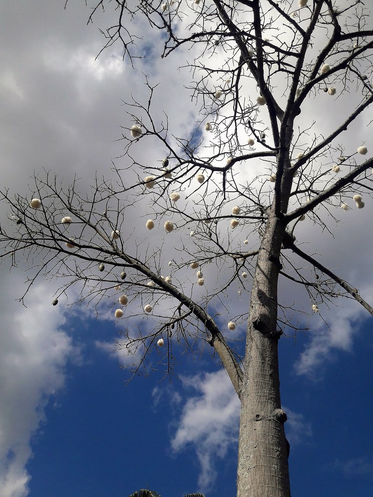 Brazilian Cotton Wholesale | Bulk B2B Supply