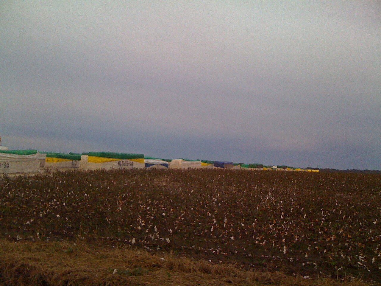 Brazilian Cotton Wholesale | Bulk B2B Supply