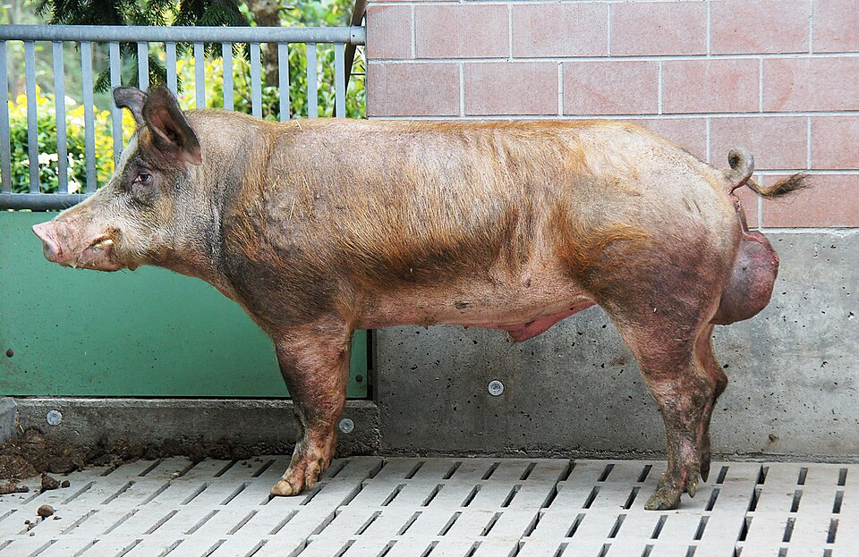Breeding Boars for Commercial Farms