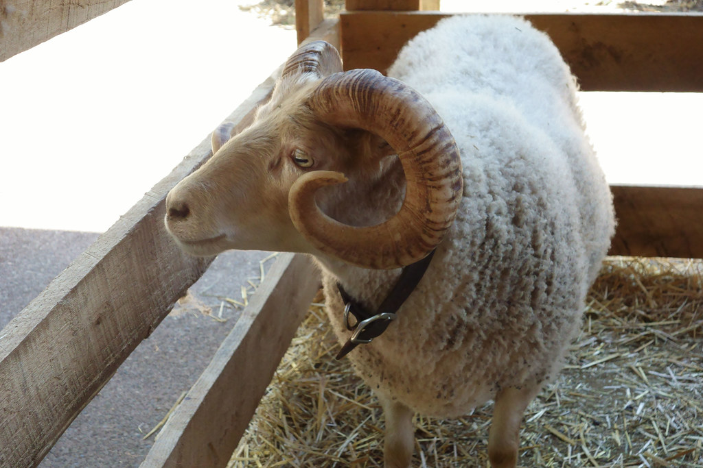 Breeding Rams by Breed and Age Wholesale pack for wholesale and international export