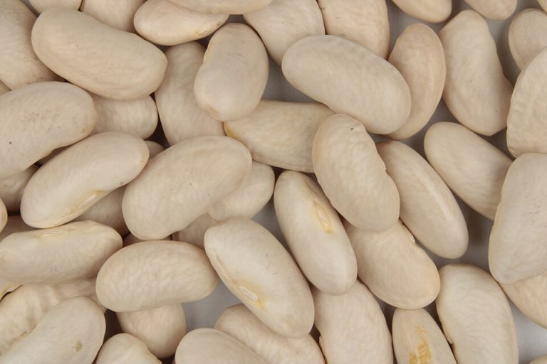 Cannellini Beans Wholesale