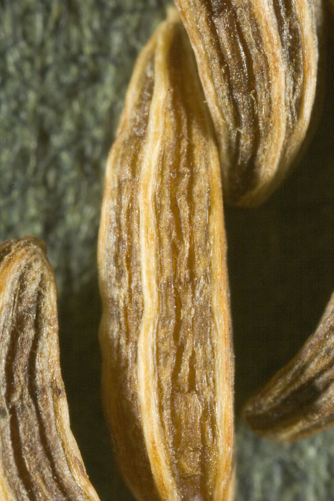 Caraway Seeds Wholesale | Bulk B2B Supply