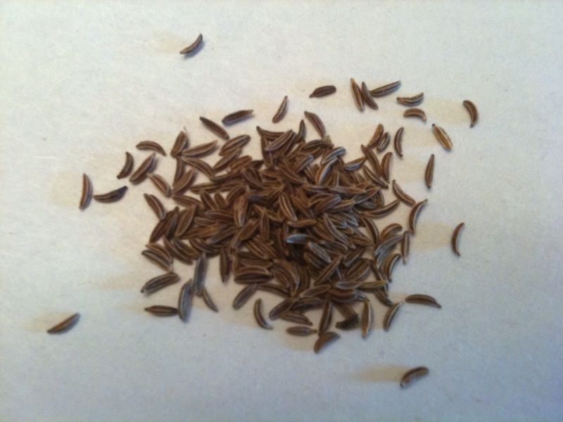 Caraway Seeds wholesale product name text; no product image requested