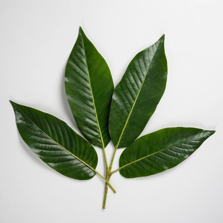 Cassava Leaves Frozen and Dried Wholesale