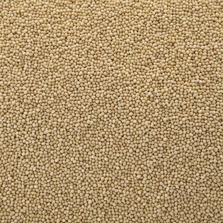 Celery Seeds Wholesale