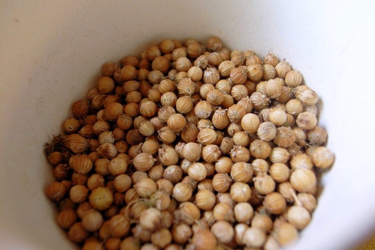 Coriander Seeds Wholesale | Bulk B2B Supply