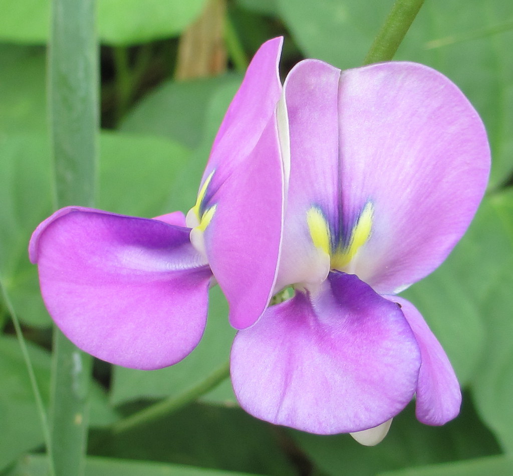 Cowpeas Wholesale wholesale product