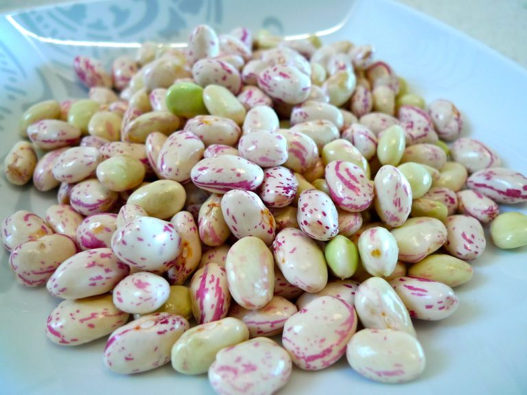 Cranberry Beans Wholesale | Bulk B2B Supply