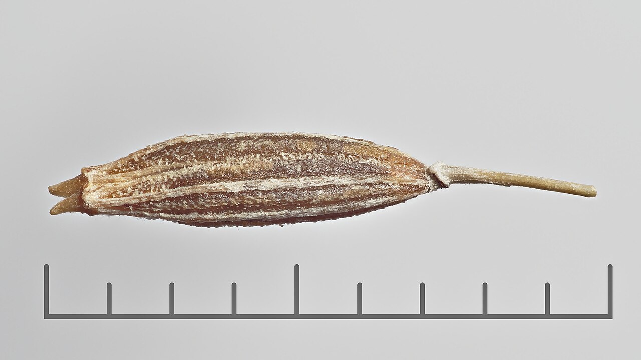 Cumin Seeds wholesale product name text; no product image requested