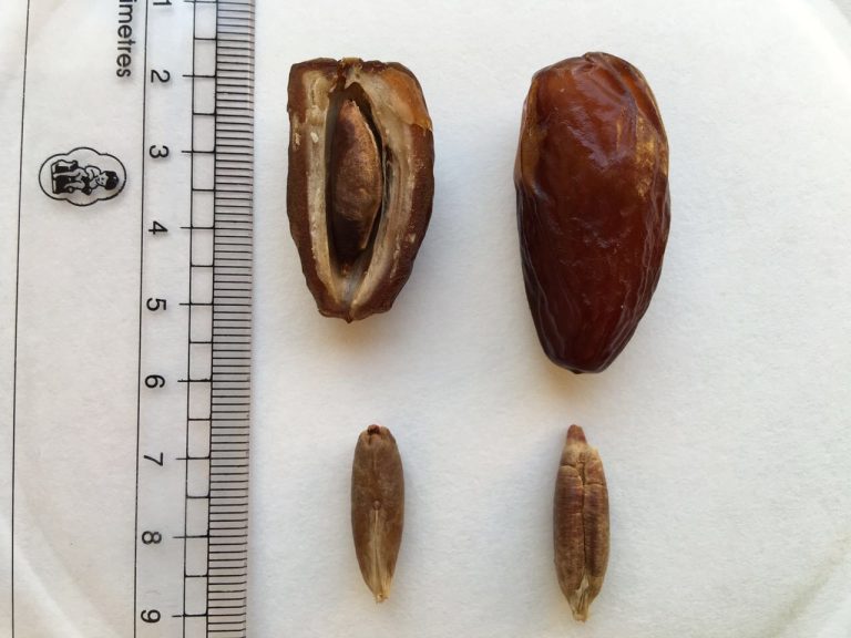 Deglet Noor Dates Wholesale