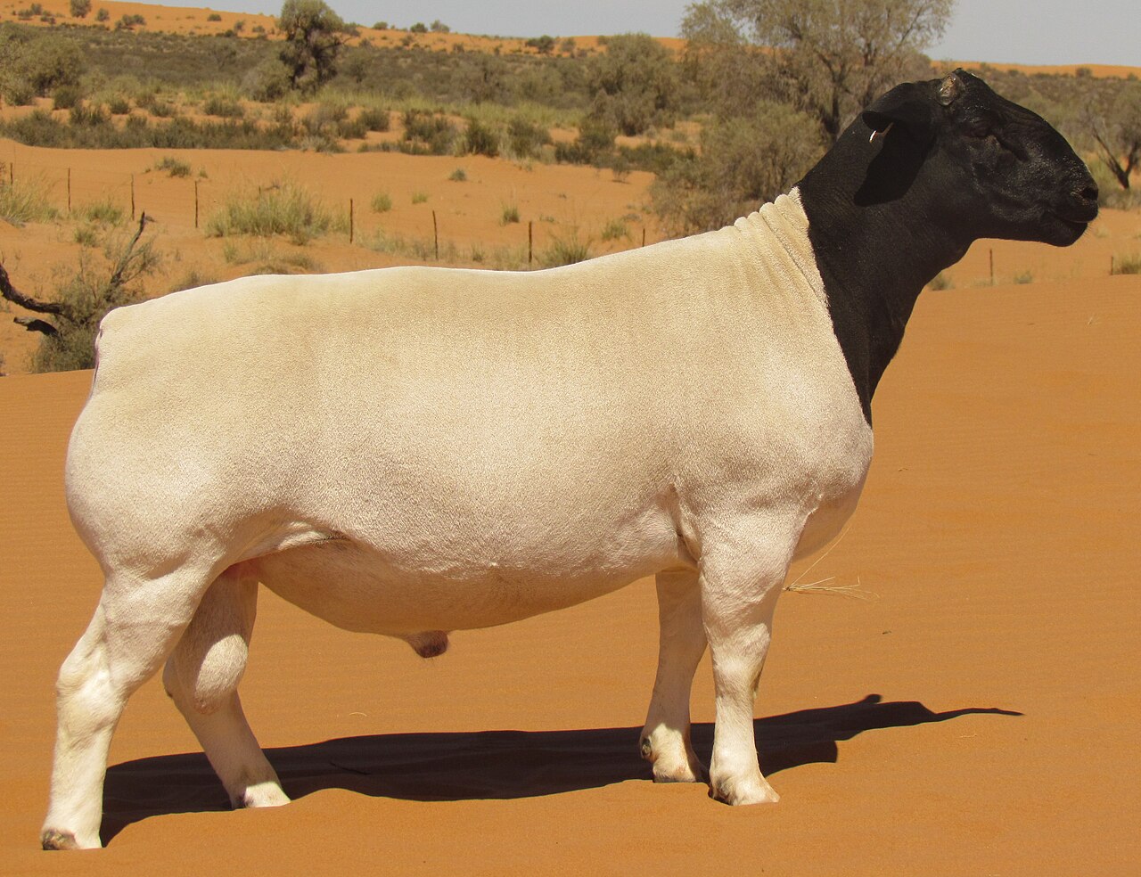 Dorper Rams for Breeding Wholesale pack for wholesale and international export