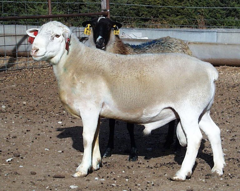 Dorper Sheep for Meat Production Wholesale