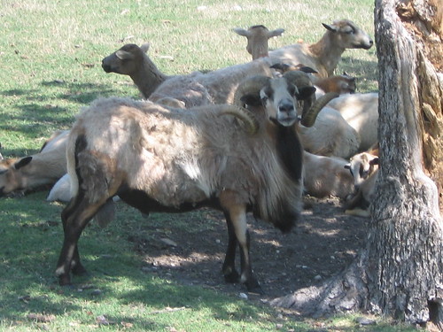 Dorper Sheep for Meat Production Wholesale