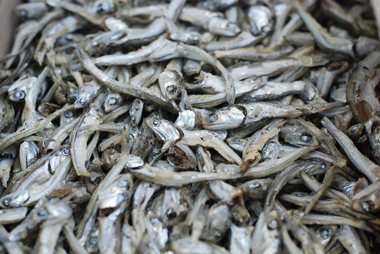 Dried Anchovies Dagaa Kapenta Wholesale
